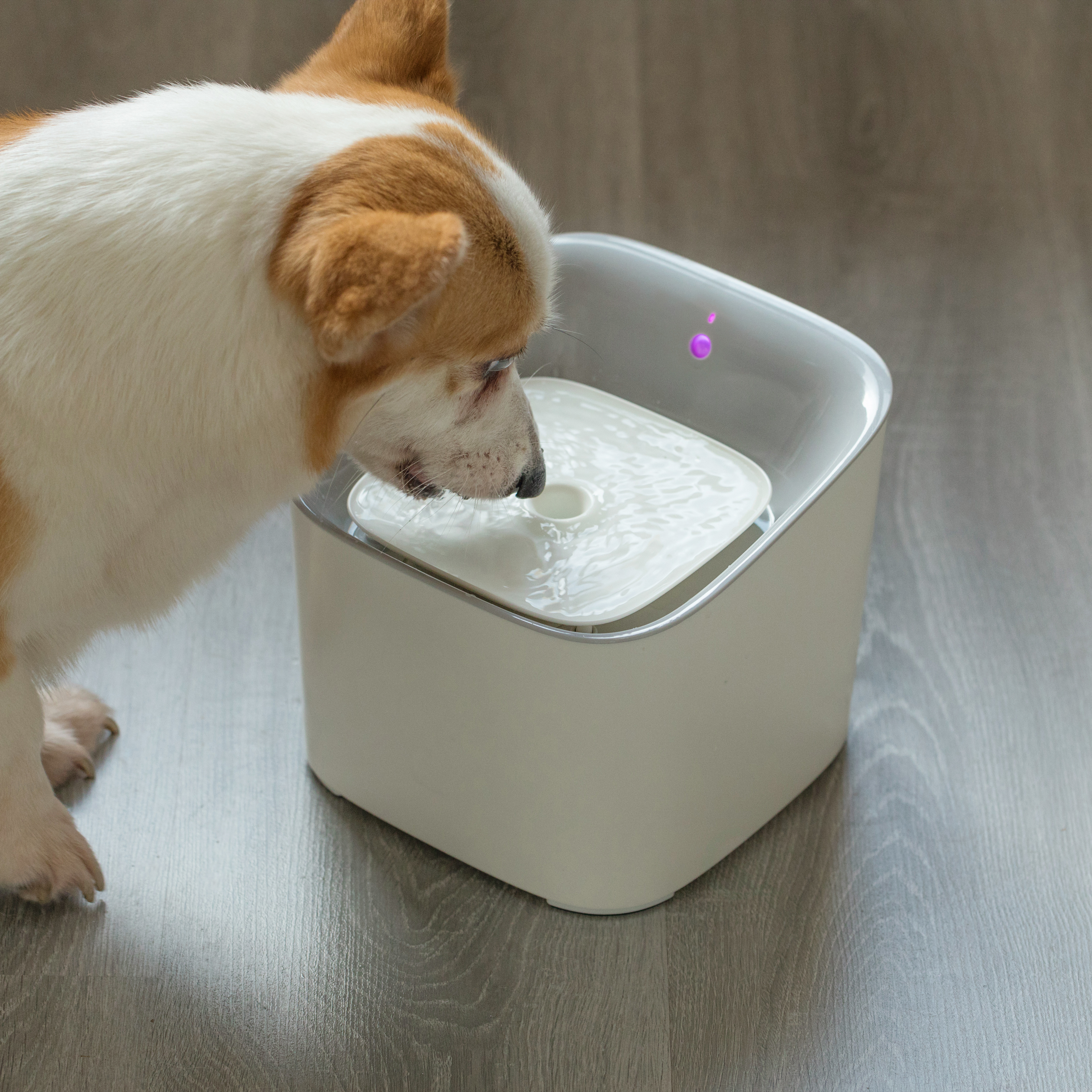 Plastic White Motion Sensor Pet, Dog or Cat Water Drinking Fountain, 3 Liter Capacity